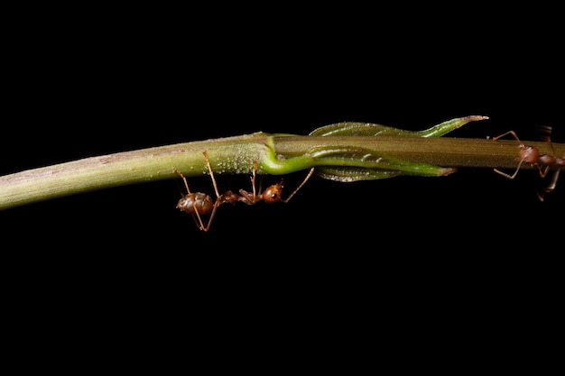 Macro-fourmis sur les branches