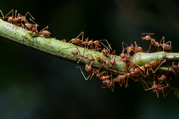 Macro Fourmis sur les plantes