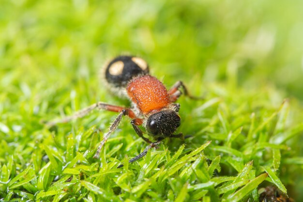 Macro fourmis sur les plantes