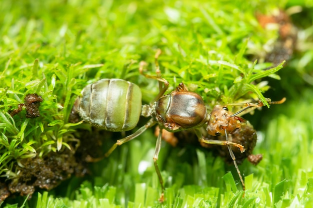 Macro fourmis vertes sur l&#39;herbe