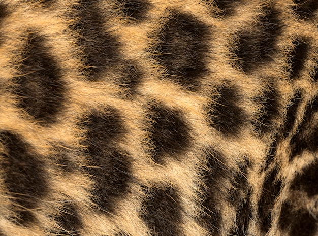 Photo macro d'une fourrure de léopard tacheté panthera pardus