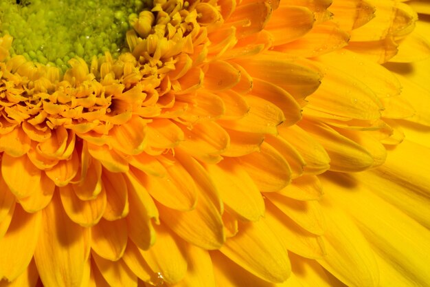 Macro de gerbera jaune