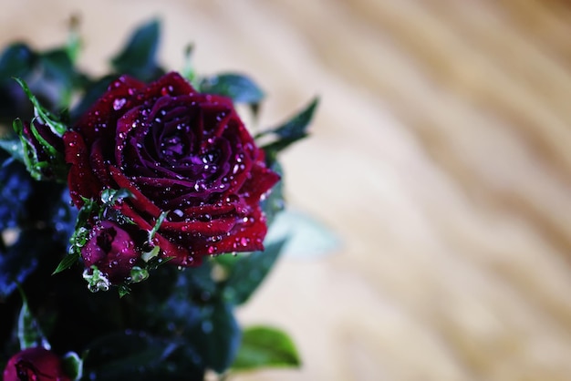 Macro de goutte de bouton de rose rouge