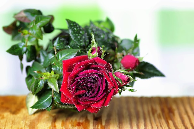 Macro de goutte de bouton de rose