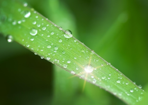 Macro de goutte de pluie