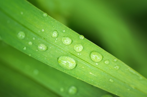 Macro De Goutte De Pluie