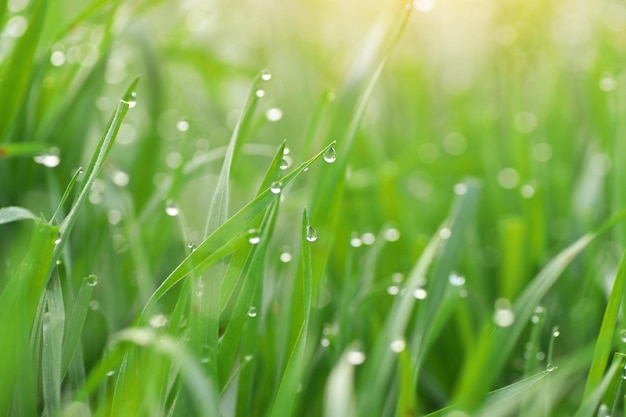 Macro de goutte de pluie