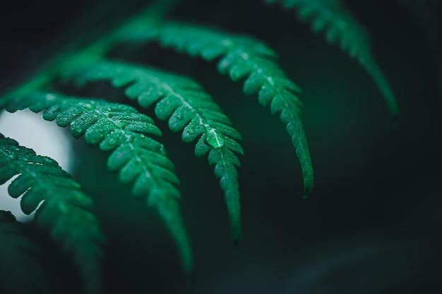 Les macro gouttelettes d'eau sur les feuilles aiment l'environnement