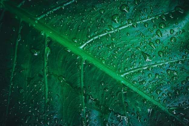 Les macro gouttelettes d'eau sur les feuilles aiment l'environnement