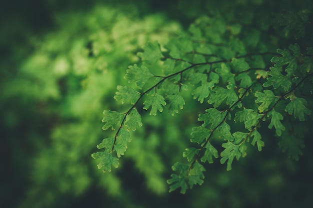 Les macro gouttelettes d'eau sur les feuilles aiment l'environnement