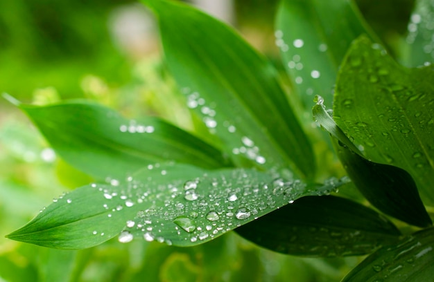 macro gouttes d'eau sur de grandes feuilles vertes en journée ensoleillée avec copie gratuite espace nature fond