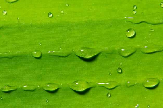 Photo macro gouttes d'eau sur la plante