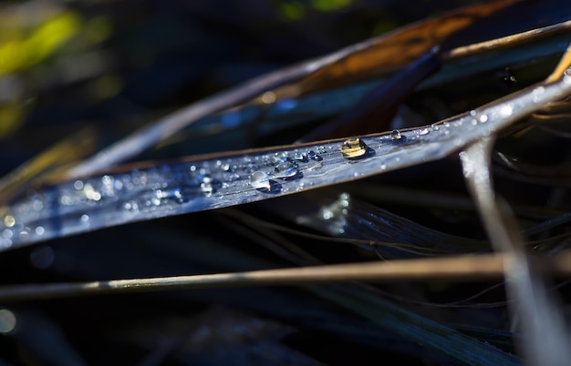 Macro gouttes sur les feuilles vertes