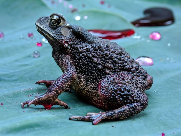 Macro d'une grande grenouille sur des feuilles de taro vert mouillé