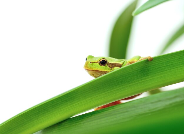 Macro d'une grenouille d'arbre se reposant sur une feuille d'isolement sur le blanc