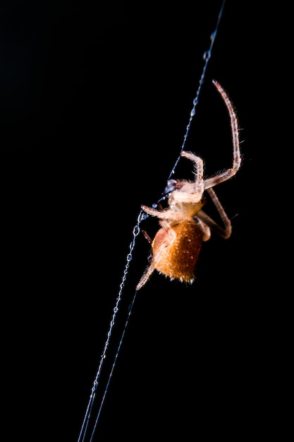 Photo macro en gros plan d'une araignée sur la toile d'araignée