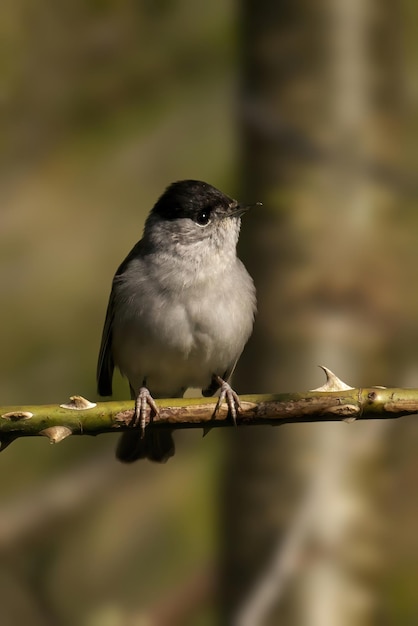 macro gros plan belle la faune nature saison