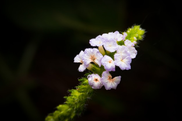 Photo une macro gros plan d'une minuscule fleurs épanouies