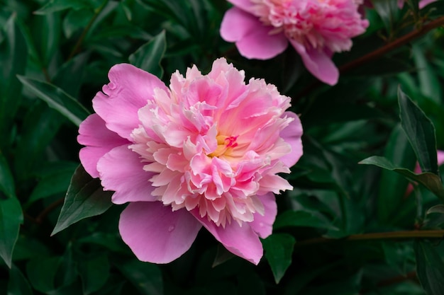 Macro de gros plan de pivoine rose en fleurs La beauté de la nature en été