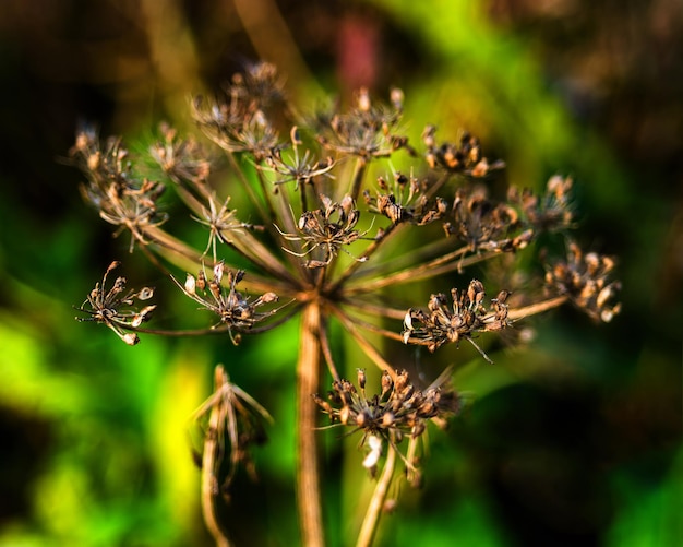 Macro de gros plan de plante nature jaune vif horizontal sur fond vert bokeh toile de fond