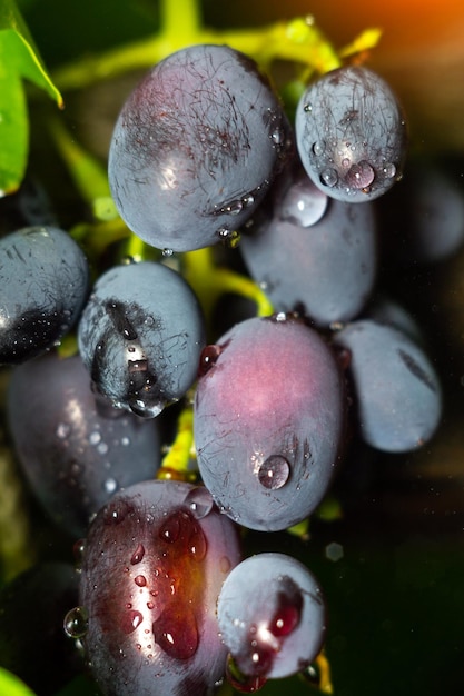 Macro gros plan de raisins juteux avec des gouttes d'eau Dessert d'été sucré Photo verticale