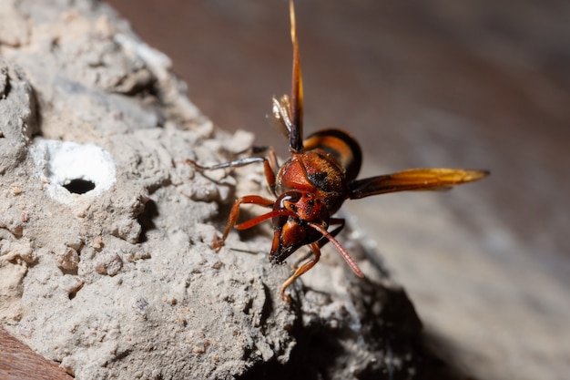 La macro guêpe Ceriana est en train de nicher