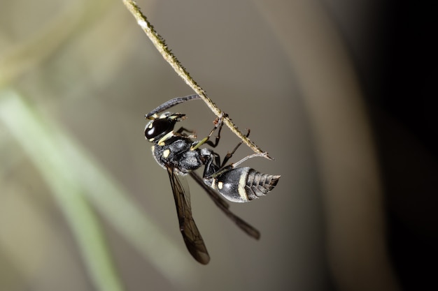 Macro de guêpe européenne