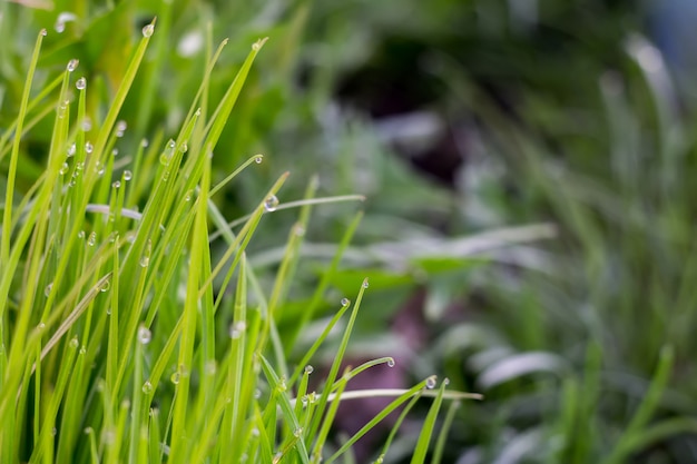 Macro d&#39;herbe du matin