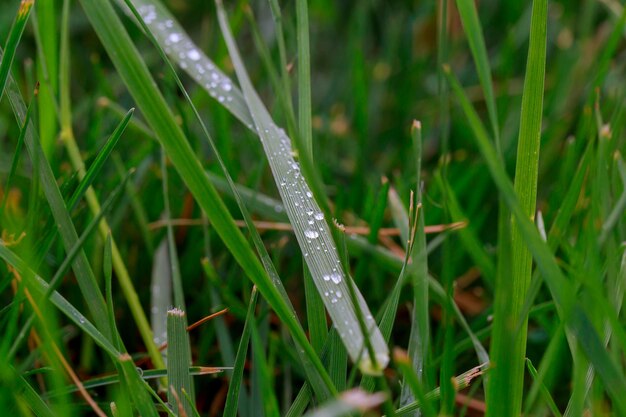 Macro d&#39;herbe verte se bouchent avec des gouttes d&#39;eau