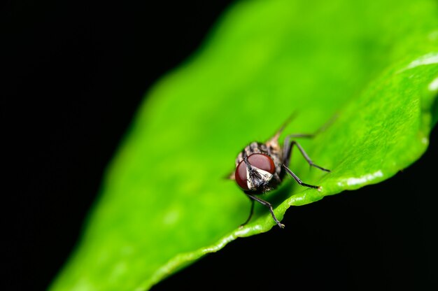 Macro house fly musca domestica dans la nature