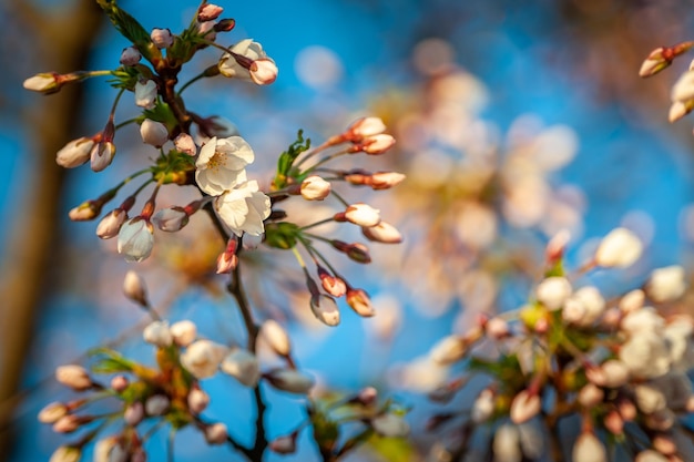 Macro image de l'arbre en fleurs Résumé fond floral doux