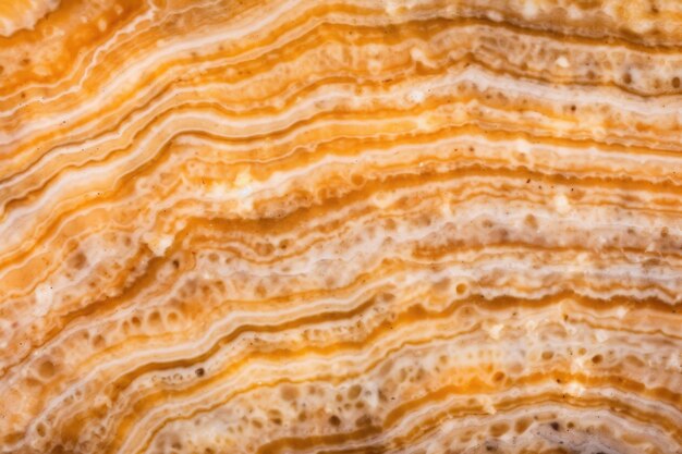 Photo macro-image des couches d'oignon créant une texture d'échelle