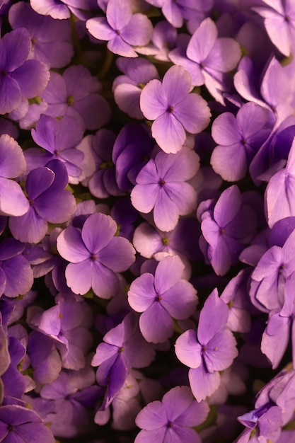 Macro image fleurs violettes photographie de fond floral Illustrations AI génératives