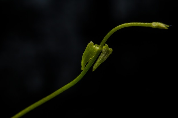 Macro image des nervures des feuilles en vert foncé et clair.