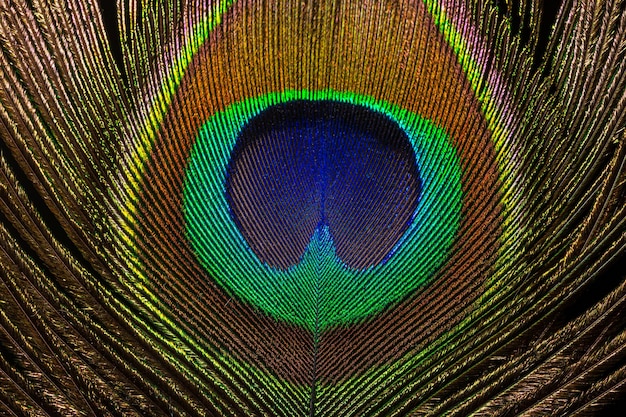 Macro image de plume de paonPeacock Feather