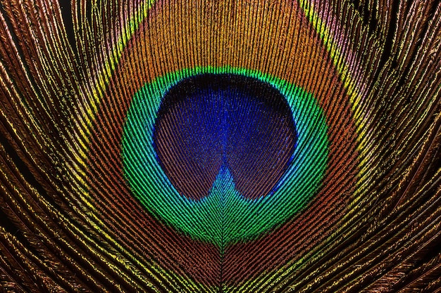 Macro image de plume de paonPeacock Feather