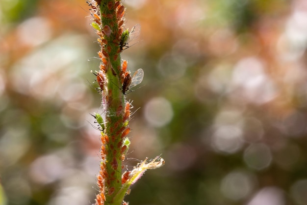 Macro image de pucerons sur une plante