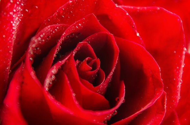 Macro image de rose rouge foncé avec des gouttelettes d'eau. Gros plan extrême avec DOF peu profond.