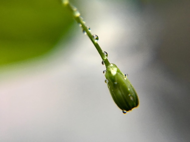 Photo macro injection de gouttes d'eau sur la plante