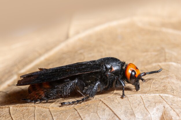 Macro insecte sur feuille séchée