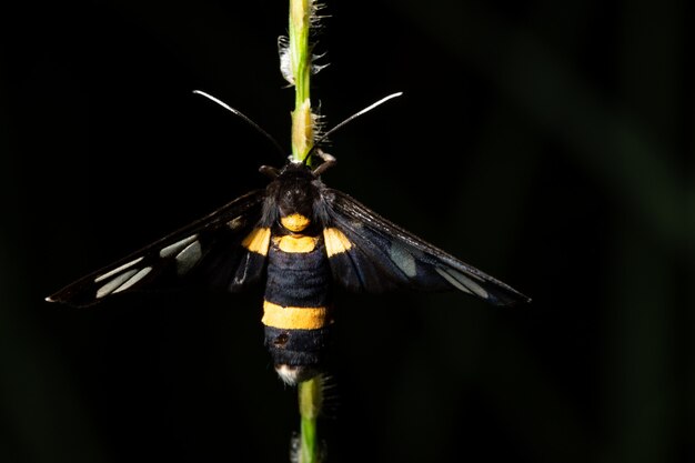 Macro insecte sur feuille