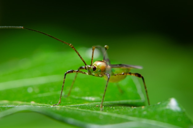 Macro insecte sur feuille