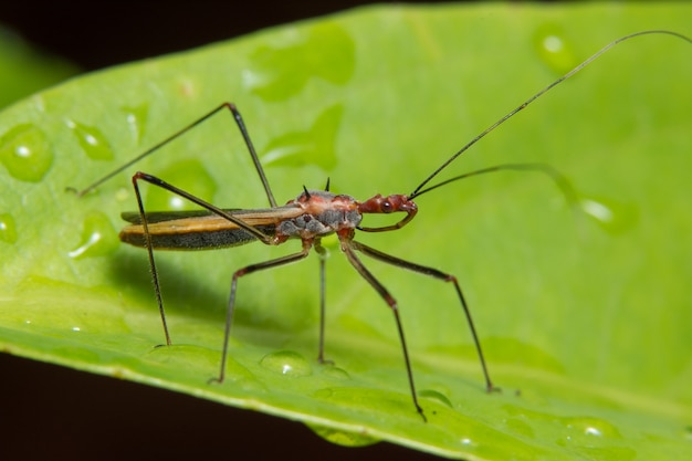 Macro insecte sur feuille