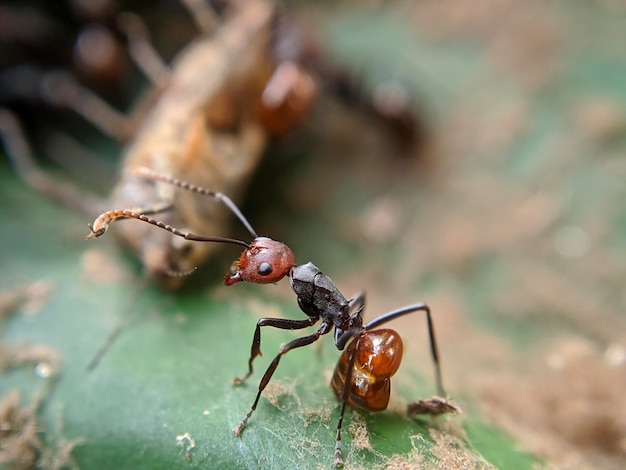 Macro d'insecte fourmi noire sur feuilles vertes