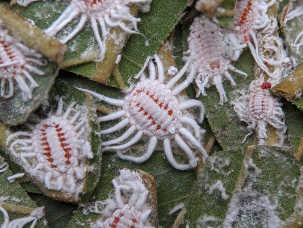 Photo macro de l'insecte margarodidae sur les feuilles vertes