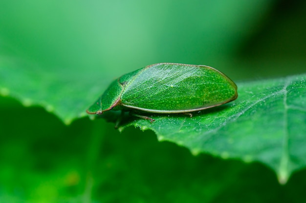 Macro Insecte Puceron Cigale Dans La Nature