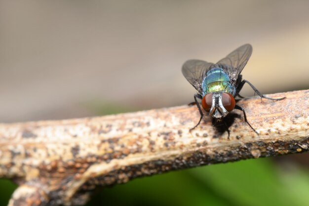 Macro insecte voler sur une branche d&#39;arbre