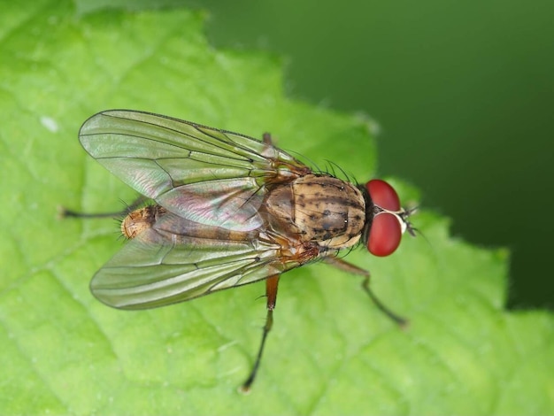 Macro-insectes mouches des Muscidae Photo de base