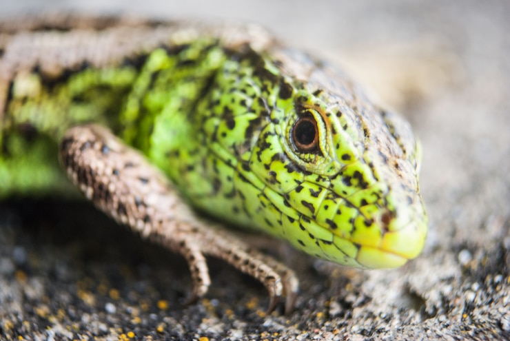 Photo macro de lézard vert, gros plan.