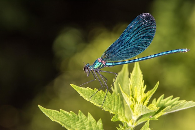 Macro de libellule bleu ailes ouvertes